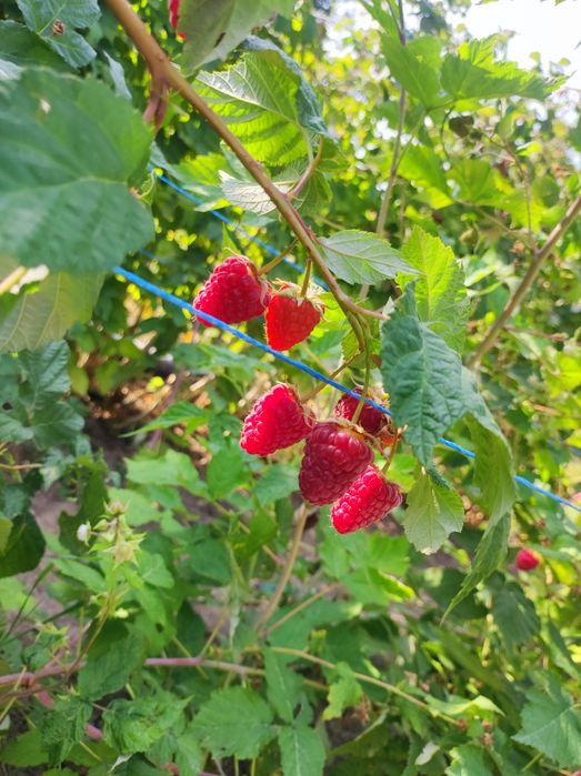 Малина Карамелька