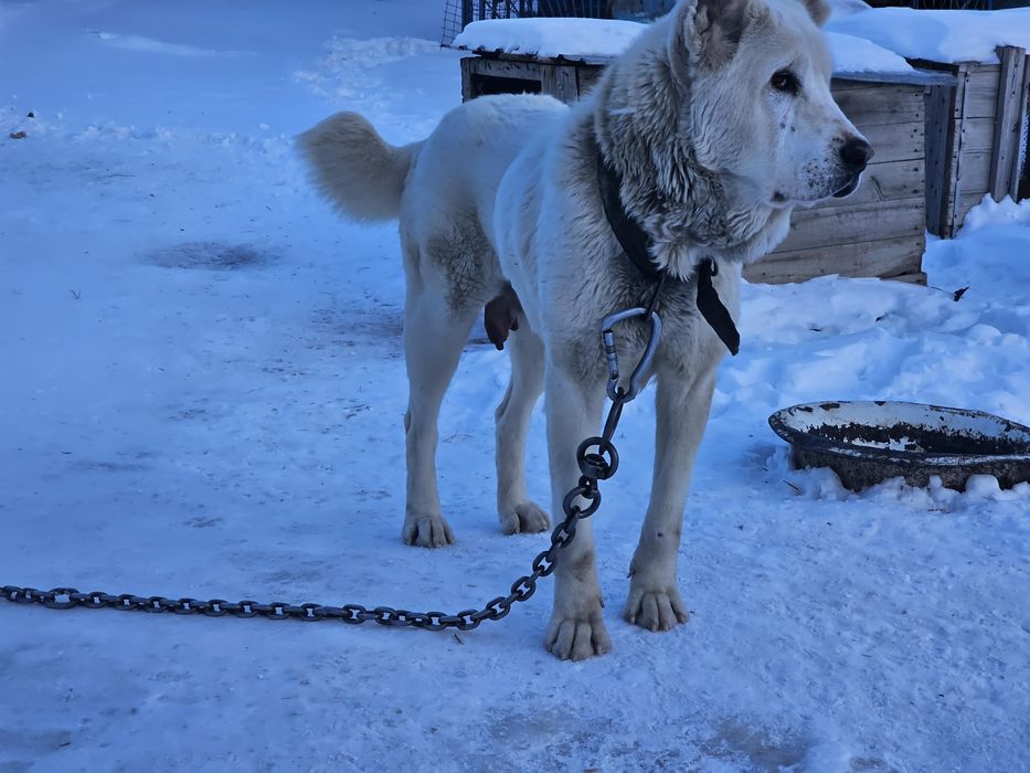 САО Породная сука