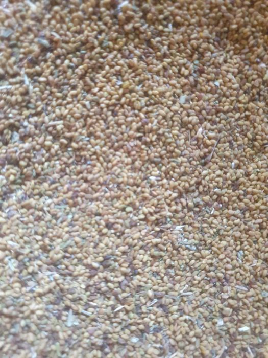 Vând sămânță de lucernă