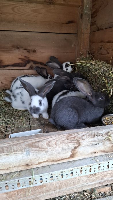 Iepuri urias german si fluture german