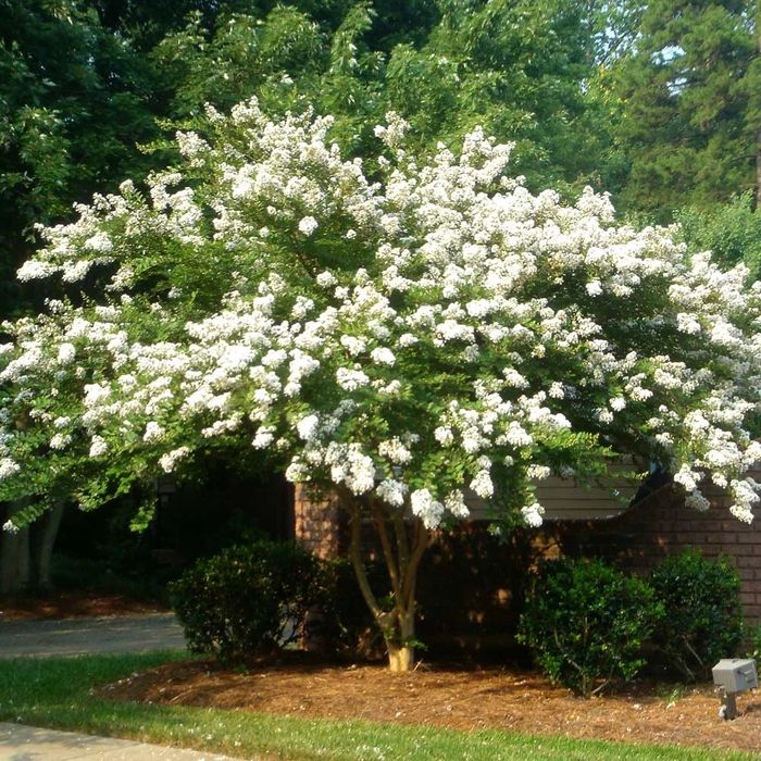 Liliac indian alb