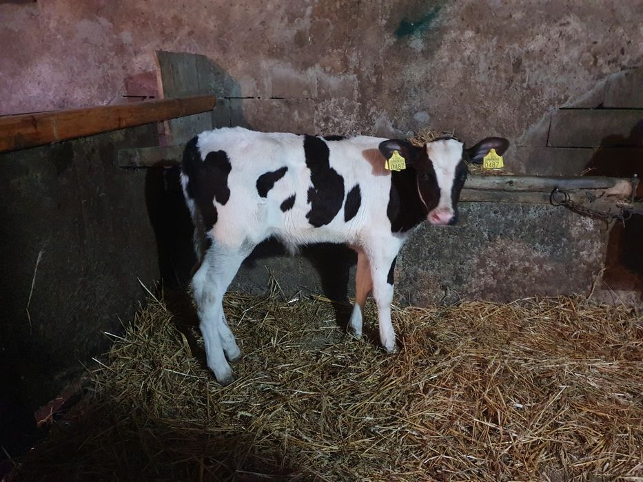 Vând tauraş alb cu negru