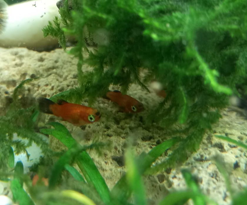 Червени рибки плати