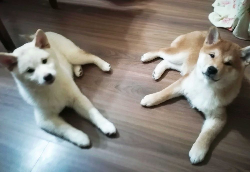 Продаются щенки Сибо-ино "Shiba-ino"