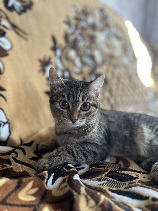 Отдадим котенка(девочка,7мес)