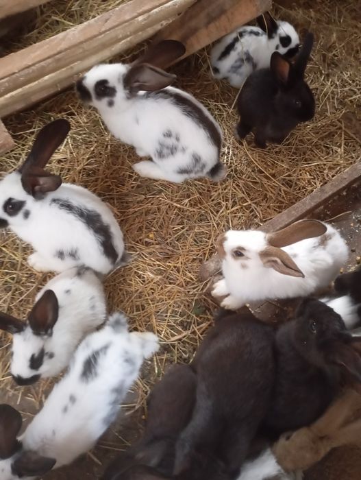 Vând iepuri  !! Preț : 50 de lei bucata