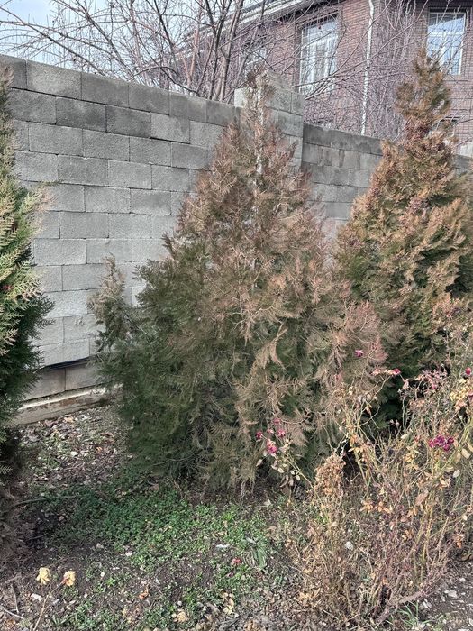 Продам туя  и Ёлки .