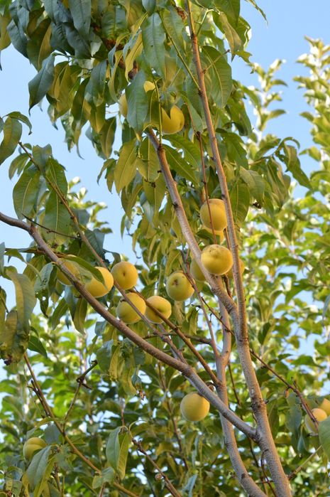 Piersic pe rod, mar,cais,cires, smochin, migdal, prun, pomi fructiferi