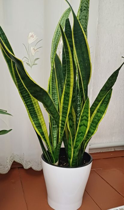 Комнатные растения