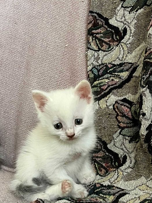 Котята 1,5 месяца - 2 девочки и 2 мальчика