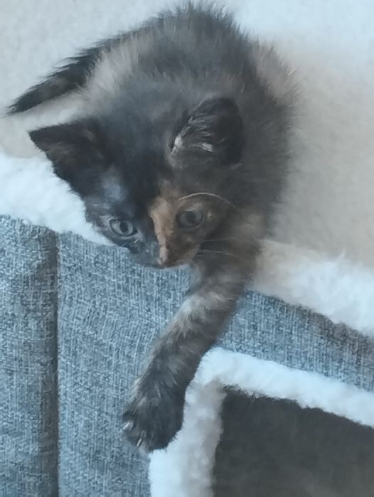 Котята ищут семью