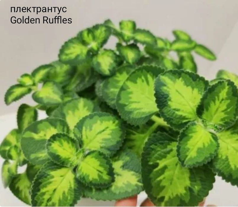 Плектрантус/комнатные растения