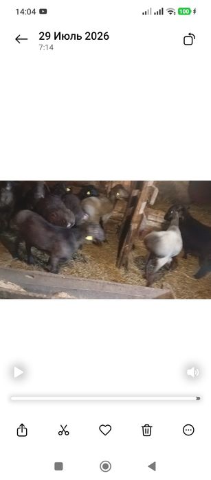 Продам Баранчиков