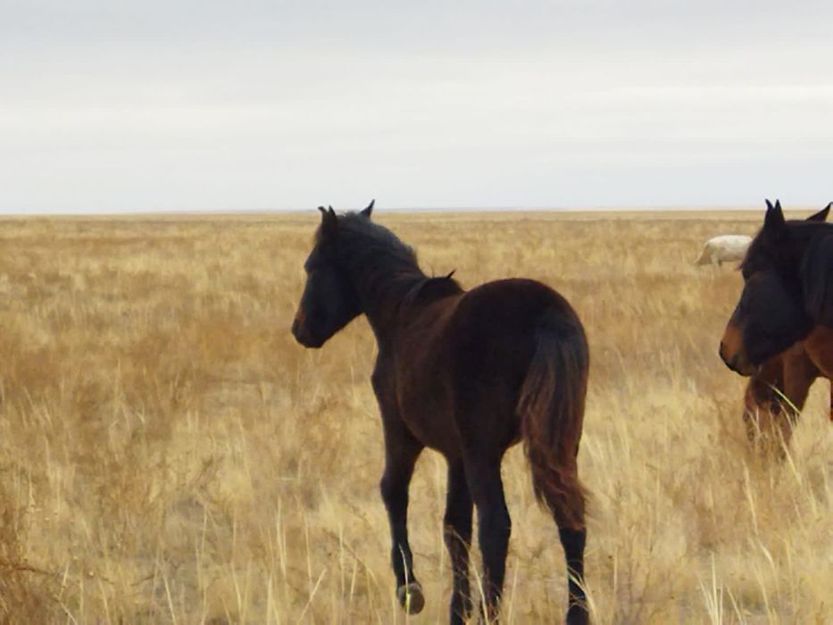 Семіз жабағылар сатылады.