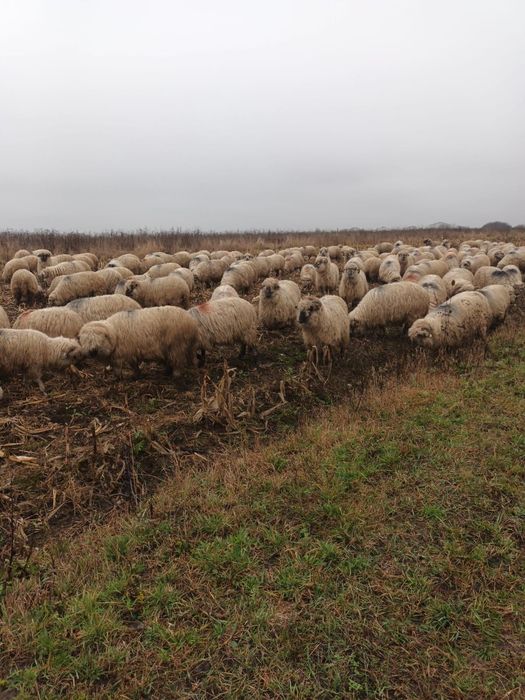 De vânzare,150 de oi tinere,Bucalai, crescute la munte , zona Sibiului