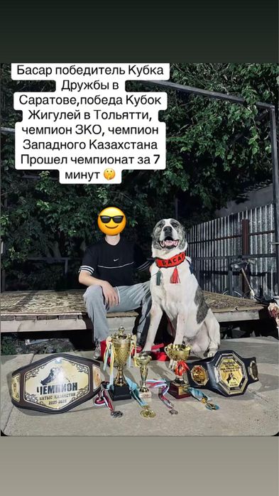 Продаются щенки алабая 2 девочки