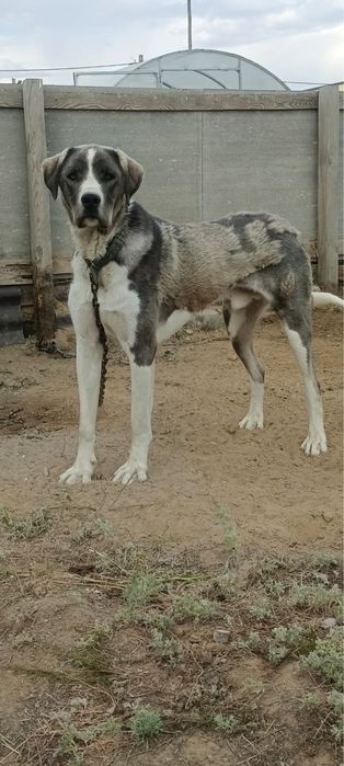 Собака мальчик 2года казахская