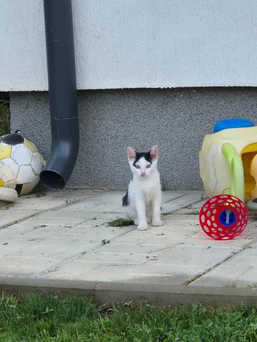 Dau spre adoptie 4 pisoi, aproximativ 3 luni
