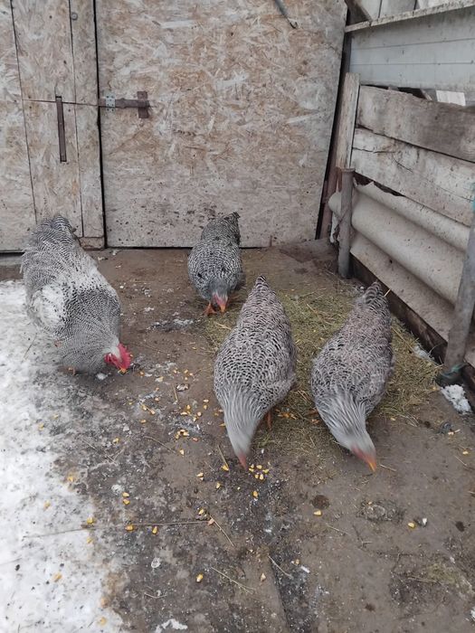 Vând trei găini și un cocoș