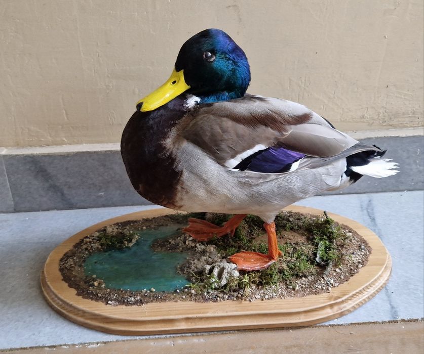 Препарирана зеленоглава патица