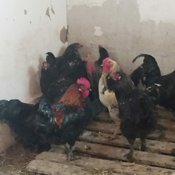 путухи куры  курицы курица