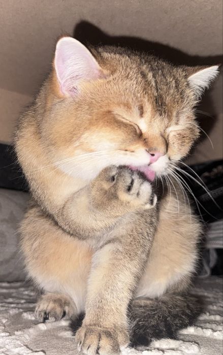 Золотая шиншила мальчик чистая!