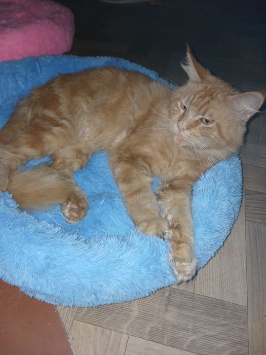 Отдам кота мейнкун