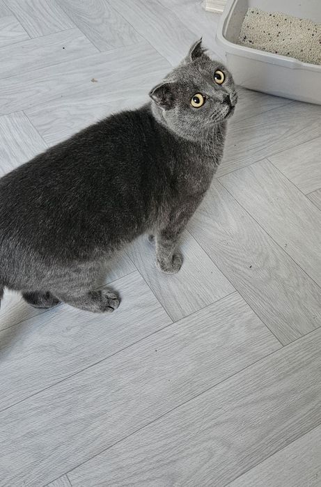 Отдам кошку в добрые руки