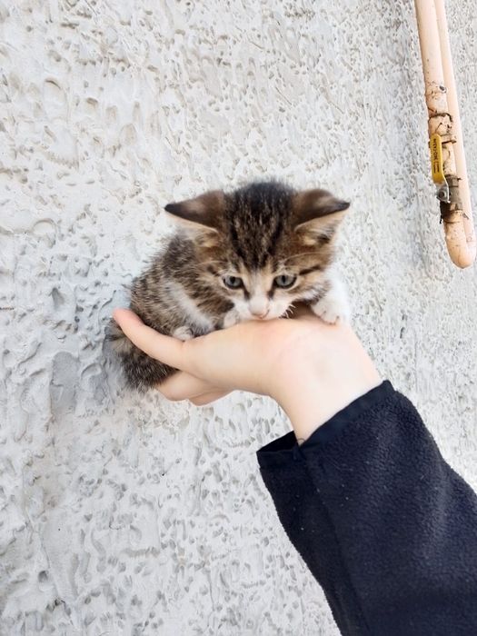 Отдам котят в добрые руки