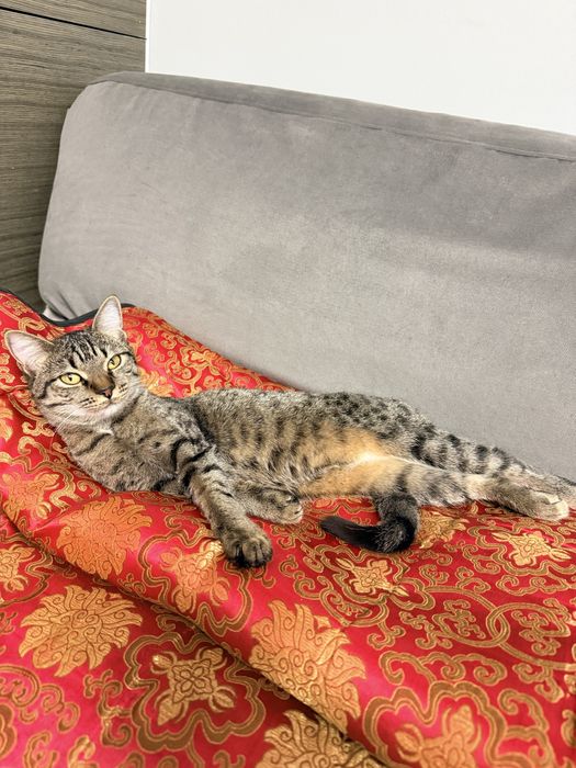 Котенка 1 год, в добрые руки