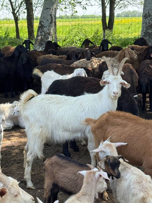 Zanin zotli sutga boqiladigan echkilar soni 60 ta Narxi 4 mln dan