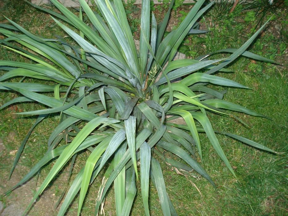 Дневна лилия градински вечнозелени растения,