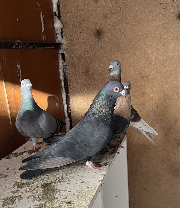 Гълъби Египетски суифт