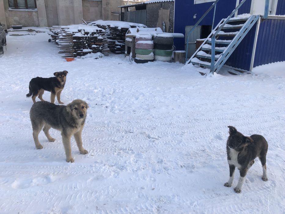 Отдам + доставка !дворняжки собаки звоночки в хорошие руки