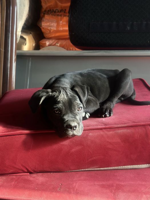 Щенок Кане Корсо