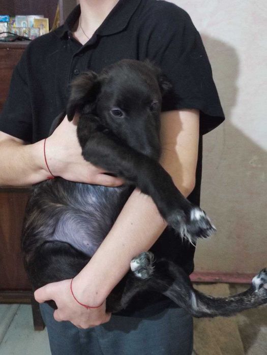 Отдам щенка в хорошие руки !