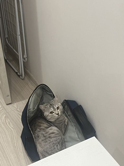 Отдам в добрые руки г. Алматы