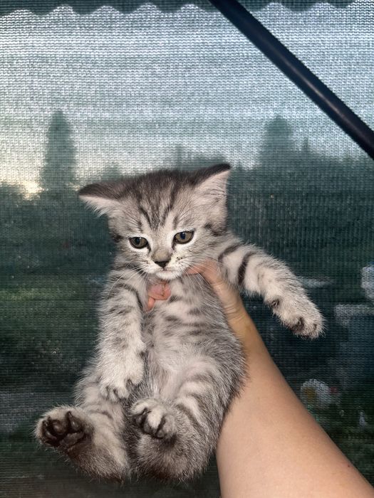 Шотланские котята