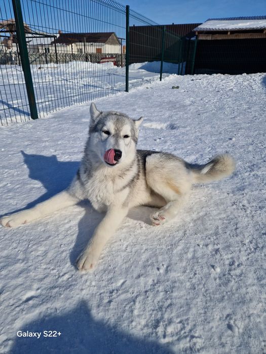 Красавица малышка от Чемпионов!