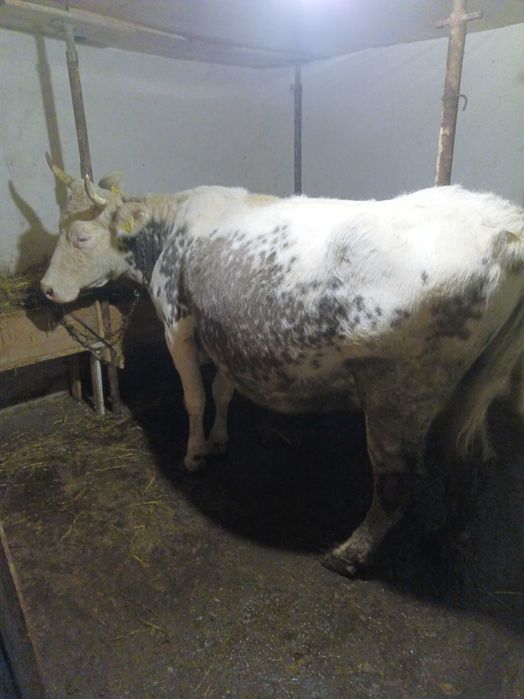 Vaca baltă de 7 ani