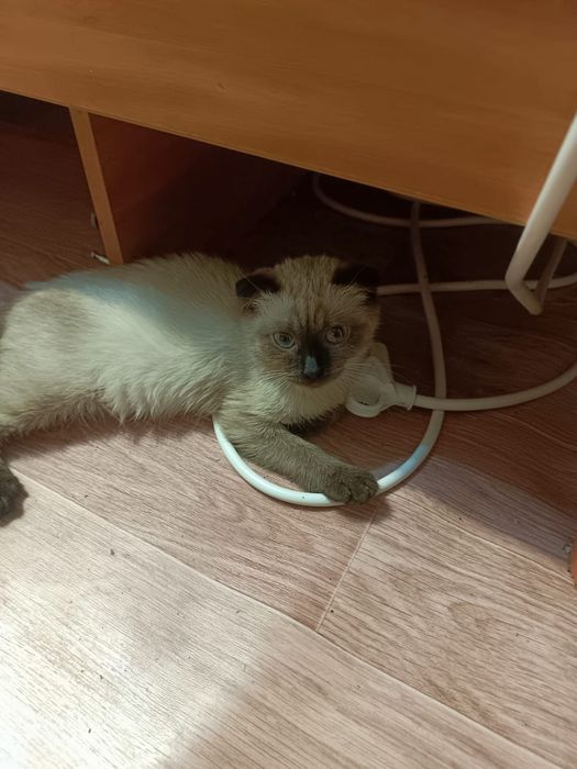 Вислоухие котята