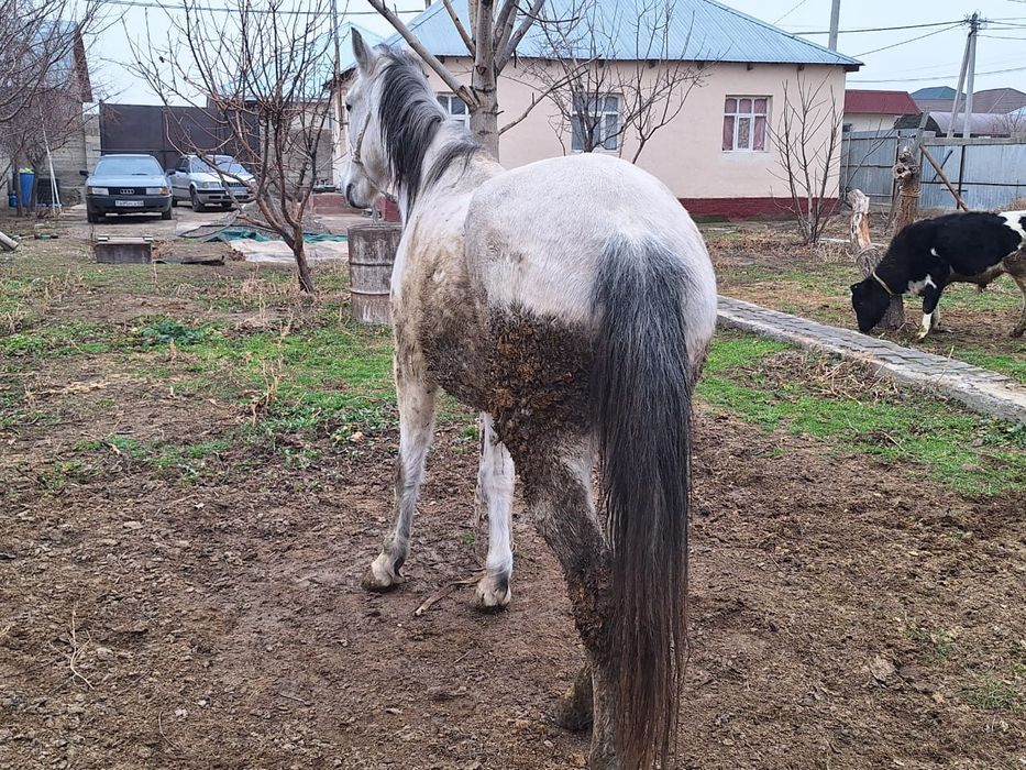 Бордақы үш ай байланған бие