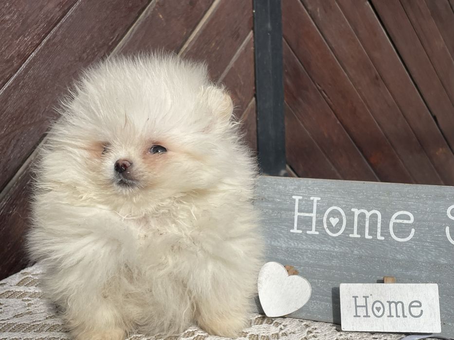 Мъжко Помртанчее