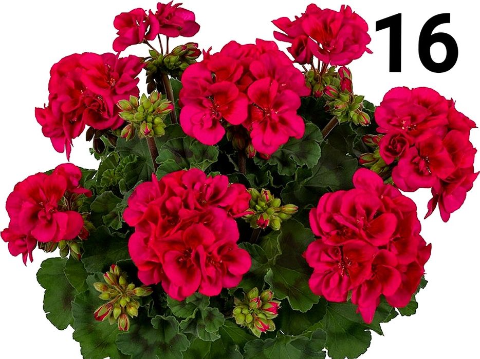 Нискостеблено мушкато-2.50€