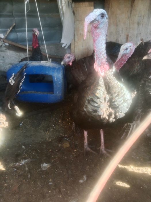 Индюков гибрид продам