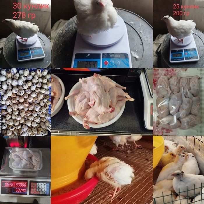 Белий гигант бедана  қибрай