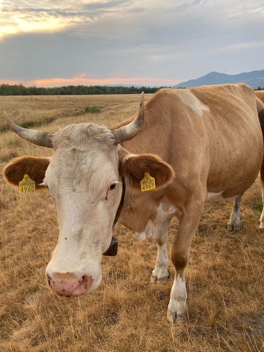 Vaca  de  vanzare