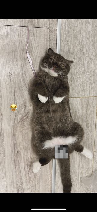 Кот британец чистокровный