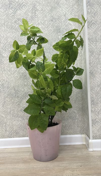 Педилантус. Цветы. Комнатные цветы. Офисные цветы. 85см