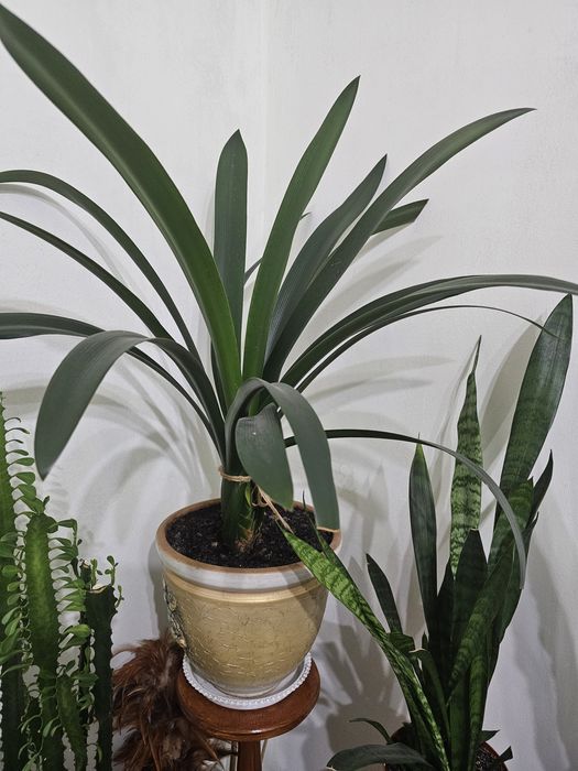 Продам комнатные цветы